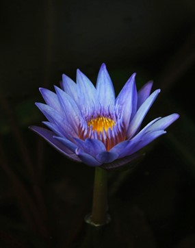 紫色莲花图片下载